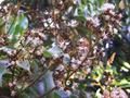 Litchi chinensis